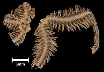 Media type: image;   Invertebrate Zoology OPH-1788 Description: Bottom of brittle star with a view of the mouth. Specimen broken in two pieces.;  Aspect: ventral
